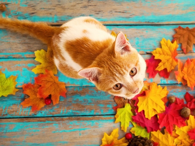 Әбиләр чуагы: +26 градуска кадәр җылытачак