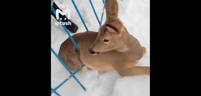 Очередное спасение застрявшего в заборе «Бэмби» попало на видео в Татарстане