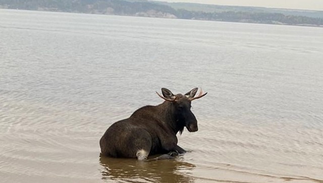 Спасение заблудившегося на пляже лося попало на видео в Татарстане
