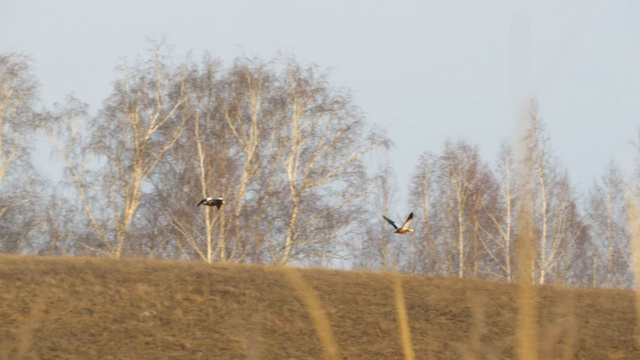 Краснокнижных огарей встретили в Бугульминском районе Татарстана