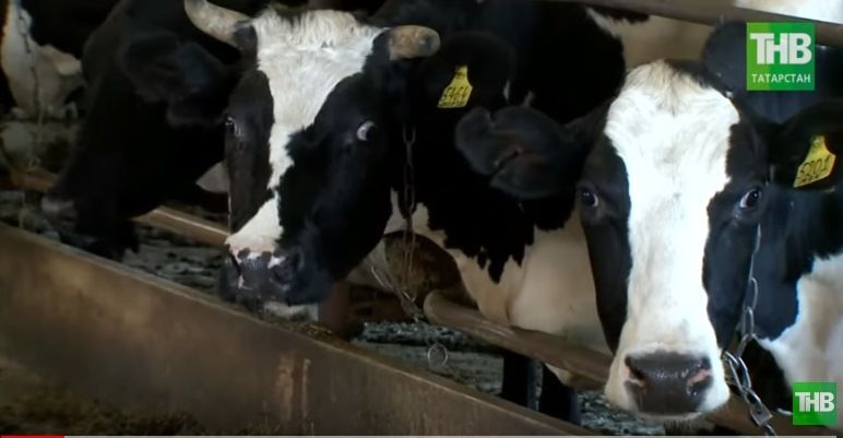 В Татарстане пропало стадо племенных коров на миллионы рублей (РАССЛЕДОВАНИЕ) 