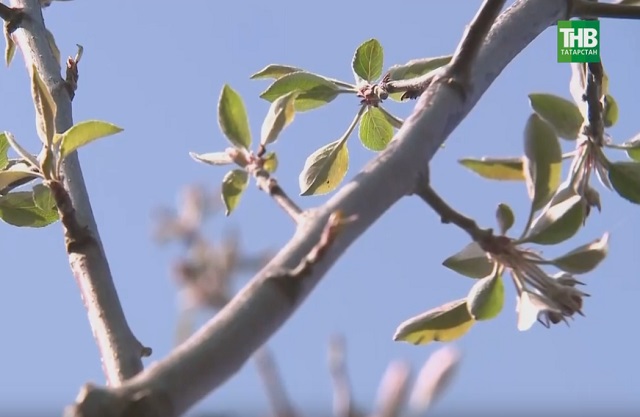 "Хәтер бакчасы": җиңүнең 80 еллыгына 80 алмагач утырттылар