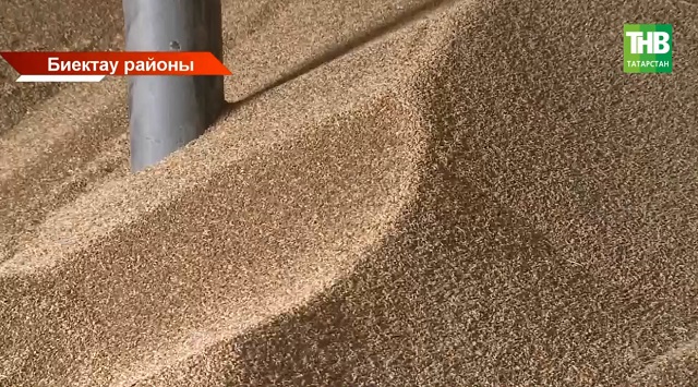 Татарстанда күп урында бөртеклеләрнең дымлылыгы 20 % артып киткән