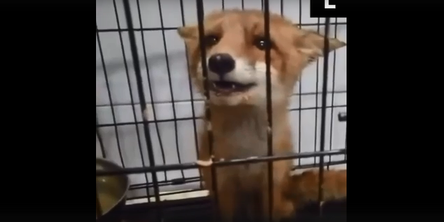 В Петербурге спасли сбитого автомобилем лисенка – видео