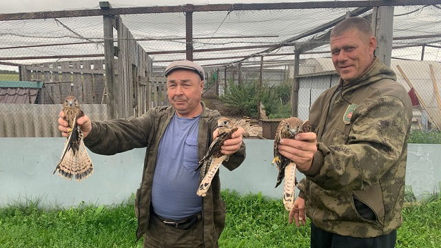 Пять редких птиц выпустили в дикую природу в Татарстане