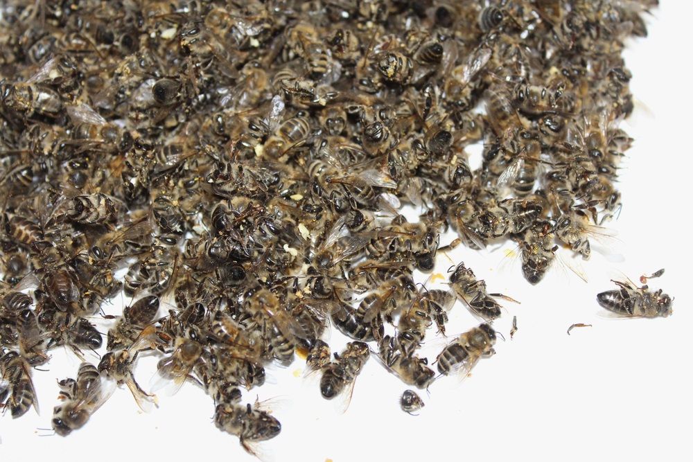 Свыше 6 миллионов рублей компенсации получат татарстанские пчеловоды (ВИДЕО)