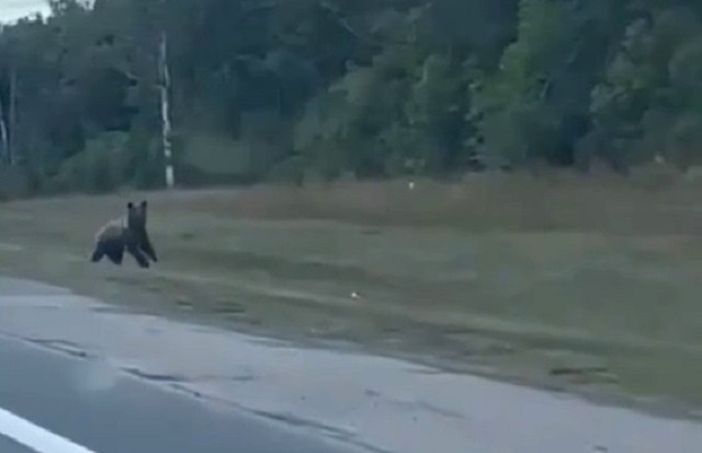 Выбежавшего на трассу медведя сняли на видео в Мамадышском районе Татарстана
