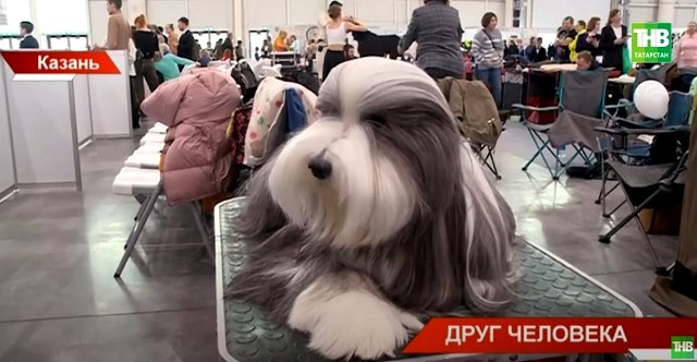 2 000 четвероногих питомцев прибыли в Казань на Всероссийскую выставку собак - видео