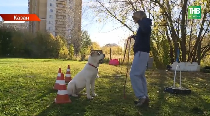 Тыңлаучанлык, җитезлек һәм сак хезмәте: этләр ярыша