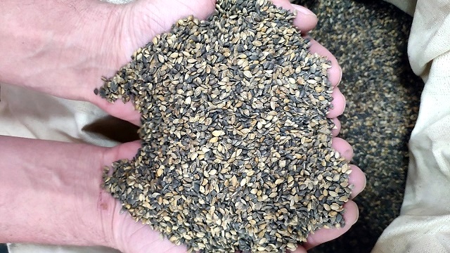 Переработку лесосеменного сырья ведет Кзыл-Юлдузский лесхоз по нацпроекту в Татарстане