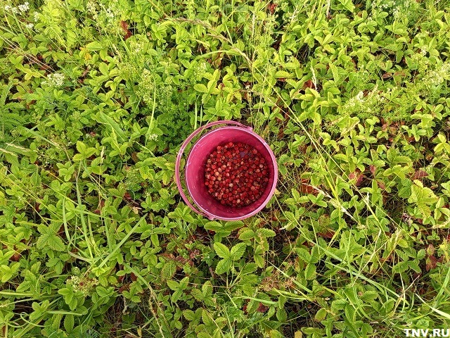 Ягода, змея, реанимация: татарстанцам напомнили, что нельзя делать при укусе рептилии