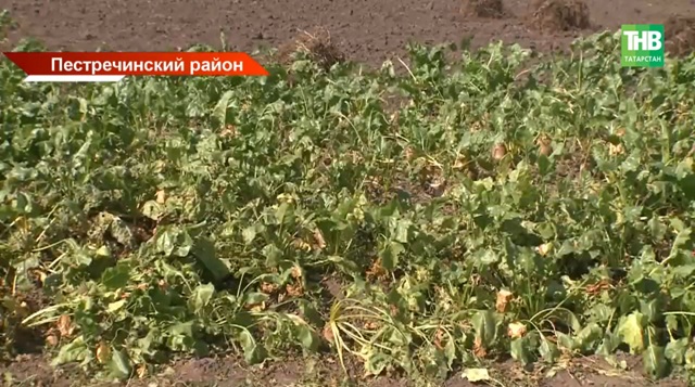 В Пестречинском районе Татарстана после распыления химикатов пострадал урожай