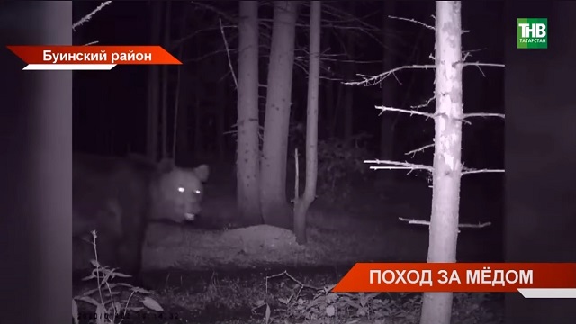 В Татарстане участились выходы медведей к людям: что делать при встрече с косолапым