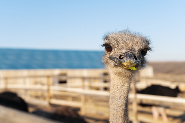 В Татарстане семья бойца СВО завела на участке экзотических птиц