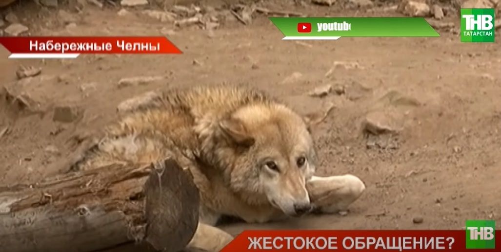 Что происходит с животными в челнинском зоопарке «Тулпар» - видео