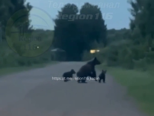 Медведи вышли к людям в одном из районов Татарстана – видео
