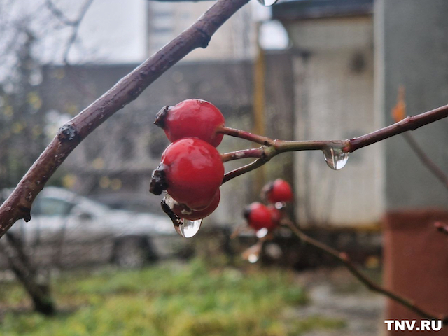 До +19 градусов ожидается в центре России на следующей неделе
