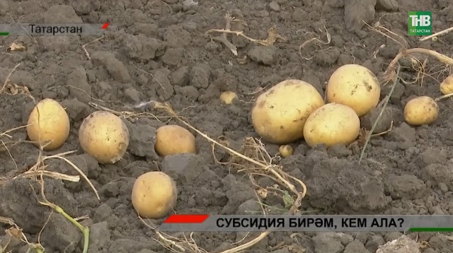 Бакчаның яртысына печән чәчә башлаучыларны яңадан бәрәңге утыртырга күндерү мөмкин хәлме?