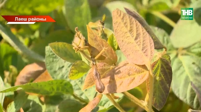 Татарстанның берничә хуҗалыгында соя суктыра башладылар