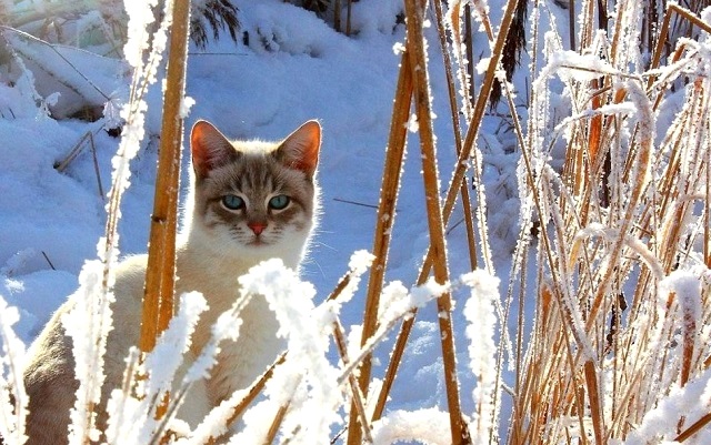17 гыйнварда Татарстанда салкыннар көтелми