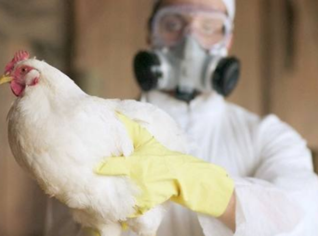 В Татарстане ущерб от вспышек птичьего гриппа составил более 230 млн рублей