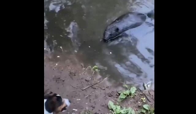 В Татарстане бобер дал отпор назойливому псу – видео