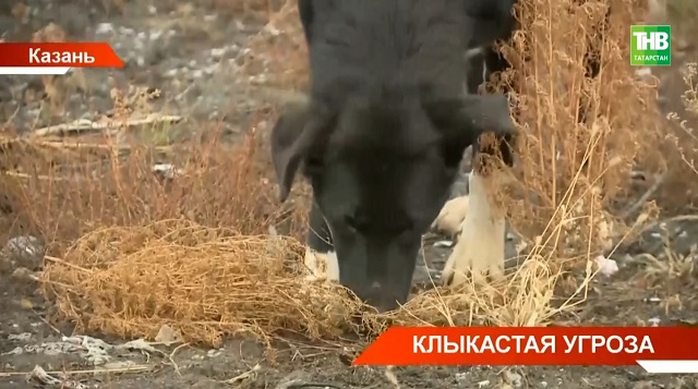 Обвиняемого в смертельном нападении собак на женщину в Самосырово оставили под домашним арестом