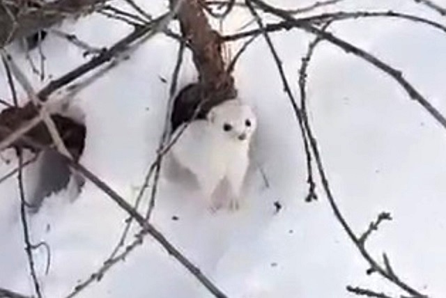 Жителей Татарстана предостерегли от встречи с лаской