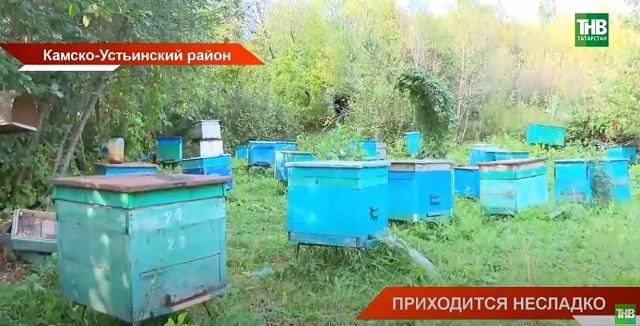 Приходится несладко: пчеловоды Камско-Устьинского района Татарстана бьют тревогу