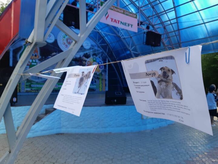 Әлмәттә йортсыз калган хайваннарга ярдәм фонды хәйрия концерты үткәргән