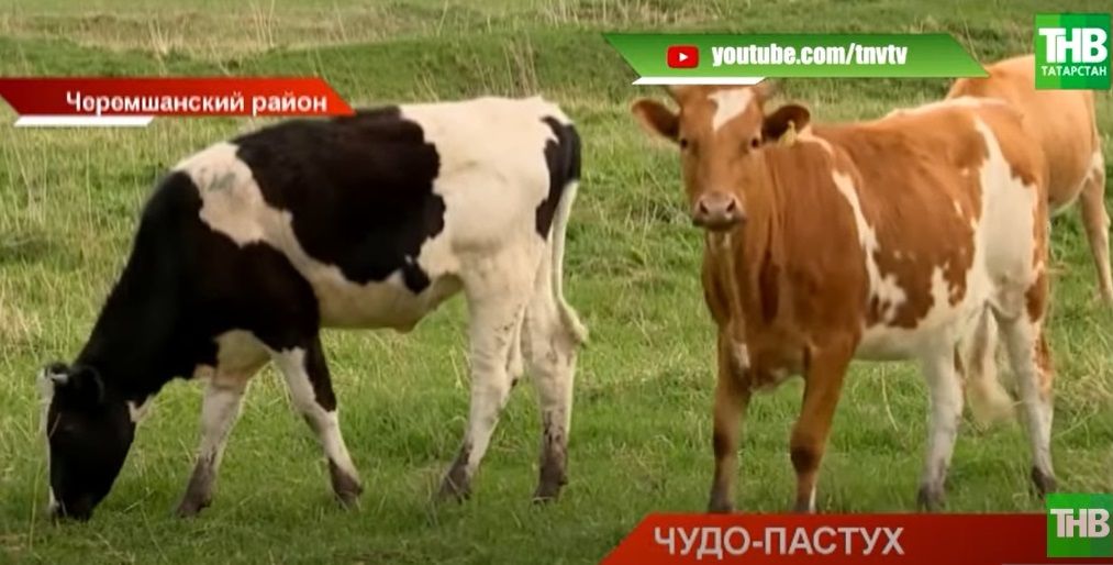 В Черемшанском районе изобрели электропастуха - видео