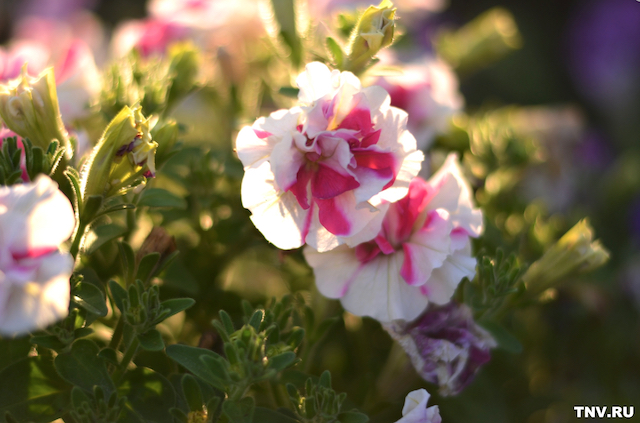 Комфортные +26 градусов и грозы ожидаются в Татарстане 15 июня