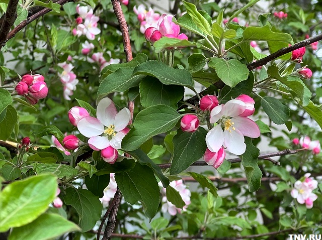 Заморозки до -2 градусов и осадки: прогноз на праздничную неделю в Татарстане