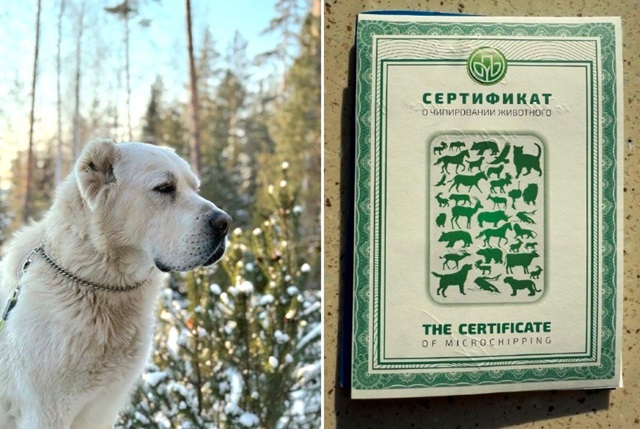 Минниханов показал чипированного Акдуса и призвал жителей РТ зарегистрировать своих собак