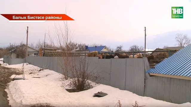 Йортлар янында ат абзарын төзү законлы эшме?