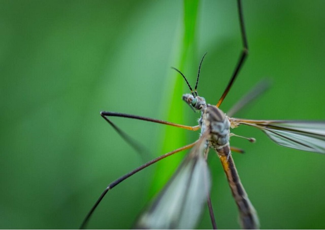 Профессор КФУ оценил угрозу лихорадки Западного Нила для Татарстана