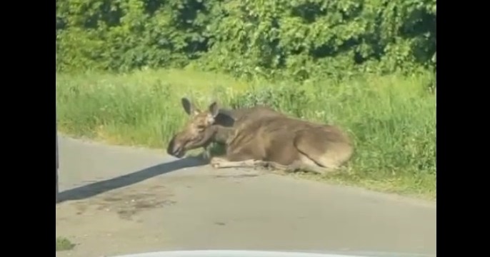 В Казани сбитый «Ладой» лось чудом остался жив