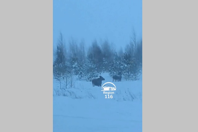 На трассе Казань — Ульяновск участились выходы лосей на дорогу