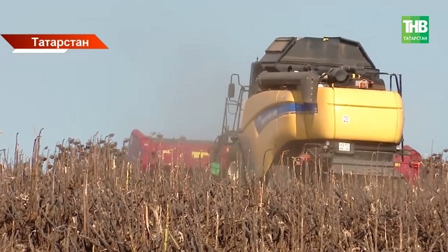 Татарстан игенчеләре быел 3,8 миллион тонна ашлык җыеп алган