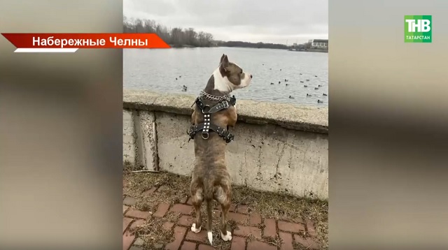 В Набережных Челнах спасли беременную женщину, прыгнувшую в реку за собакой