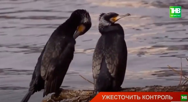 Грозы морей вновь на реках Татарстана: орнитолог КФУ предупредил о нетипичных бакланах