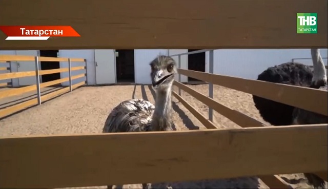 Агротуризм в Татарстане: как село становится туристическим центром