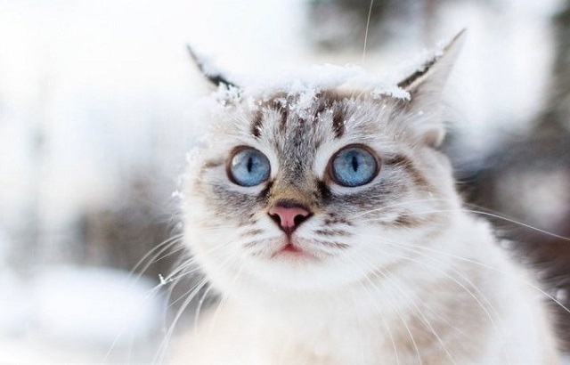 Татарстанда +2 градуска кадәр җылыта