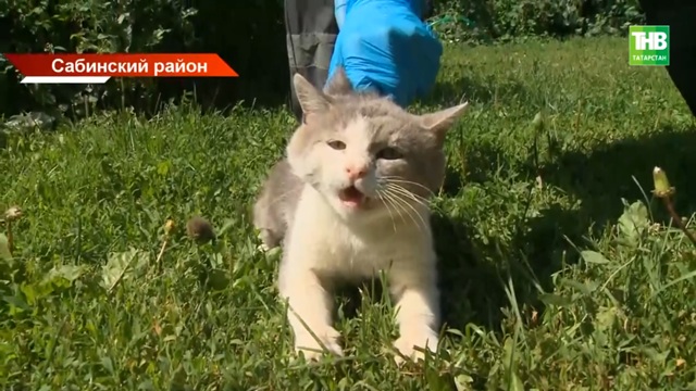 Зараженная бешенством домашняя кошка укусила хозяина в Татарстане: в районе ввели карантин