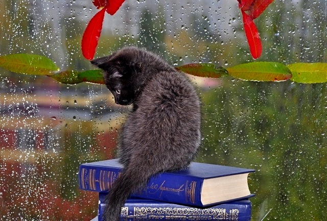 Шквалистый ветер и похолодание до +9 градусов ожидаются в Татарстане в ближайшие сутки