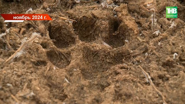 «Уже поедают друг друга»: всплыли шокирующие подробности дела о псах, загрызших Жанну Хусаинову