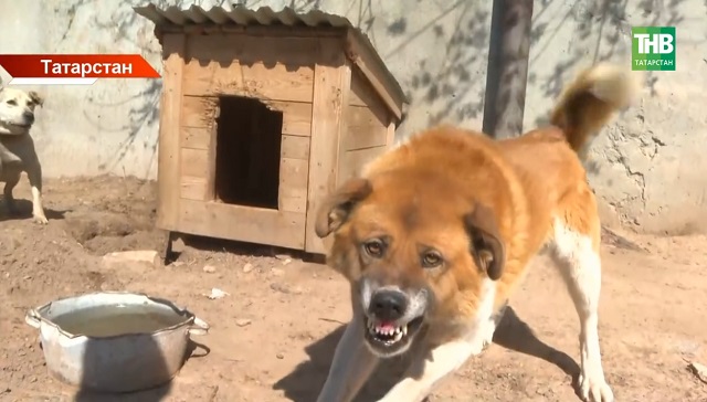 Республикада сукбай этләрнең санын контрольдә тоту һәм кеше иминлеген саклау өчен законга үзгәреш кертелде