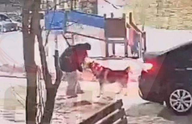 В Татарстане на видео попало, как хаски едва не растерзала шпица на глазах у ребенка