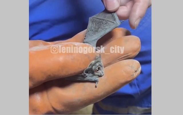 Залетевшая в квартиру к татарстанцам летучая мышь устроила переполох