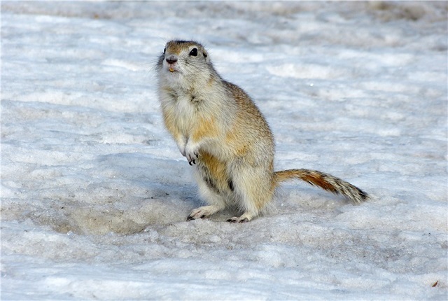 Суслики проснулись в Альметьевском районе Татарстана